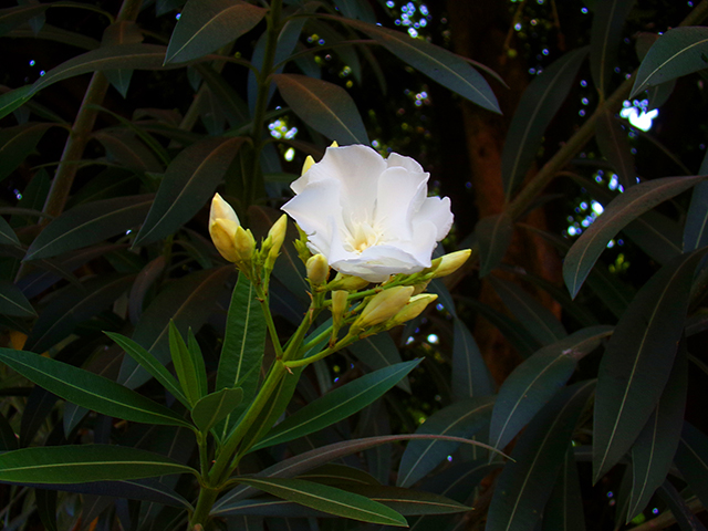Em meio a tanto verde, a flor branca se destaca... 