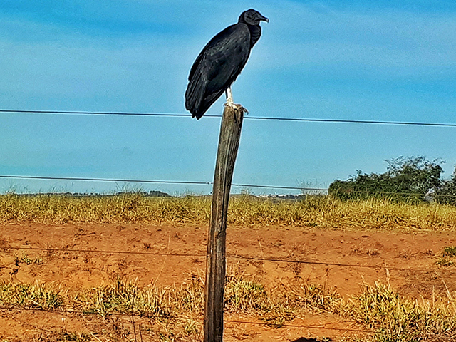 O urubu observa atento tudo a sua volta...