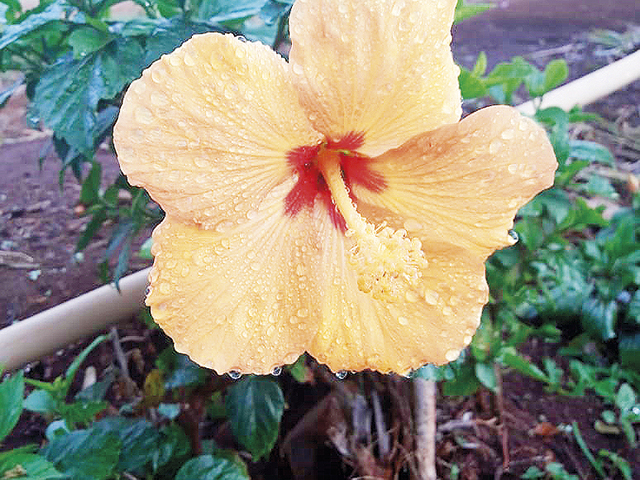 As gotas ainda continuam na flor depois de passada a chuva ...