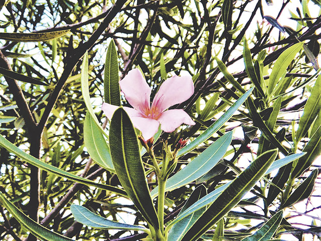 E meio a tanto verde, a flor se destaca...