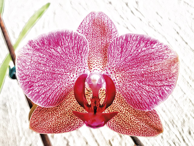 A orquídea está entre as mais belas flores da natureza ...