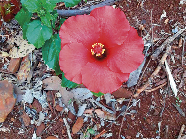 Em meio ao chão seco, nasce uma bela flor...