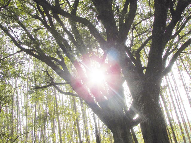 Nem mesmo os galhos impedem a luz do sol entrar...