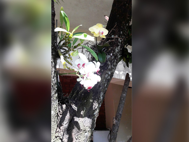 Flores alegram a vida!