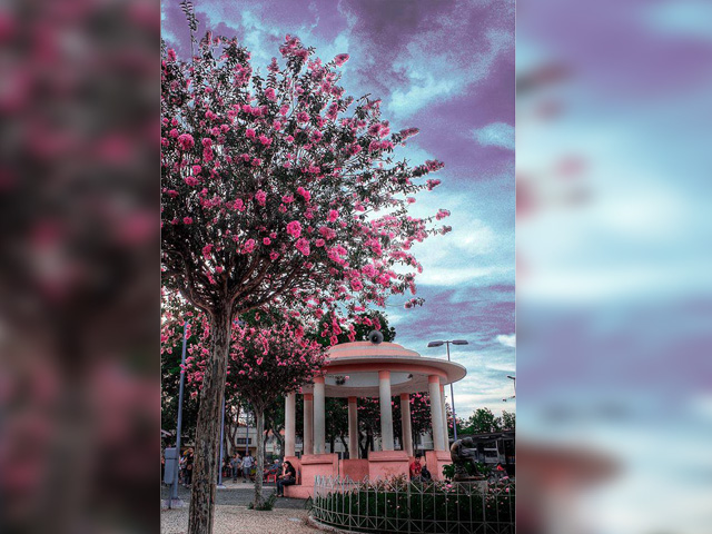 A beleza natural em tons de rosa deu nova vida a coreto na Estação - Dijalvo Braga Filho, representante