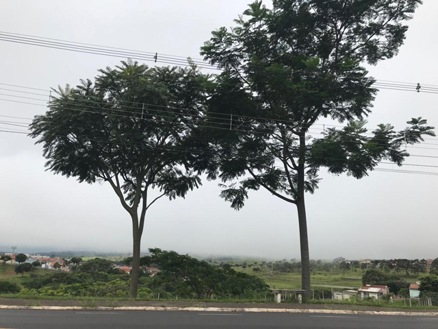 Neblina vista da pracinha do Jardim Paulistano - Denise Silva, jornalista e assessora parlamentar