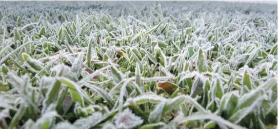 CLIMA Cidades de Coroados e Guararapes foram municípios prejudicados pela baixa temperatura na região. Foto: Divulgação