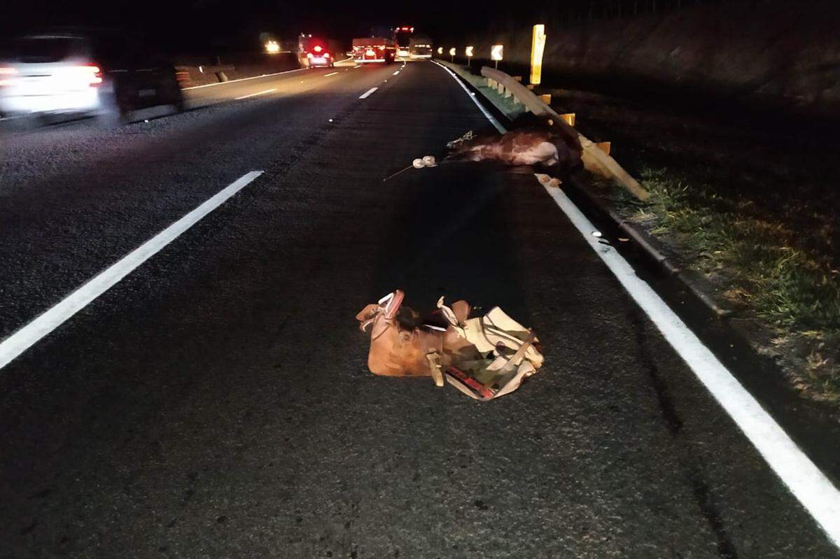 Ônibus atropela e mata três cavalos na Rodovia dos Minérios