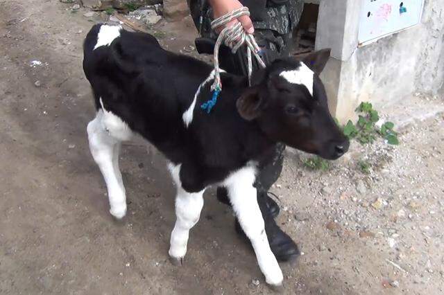 Homem é detido e multado em R$ 20 mil por maus-tratos a cavalos no