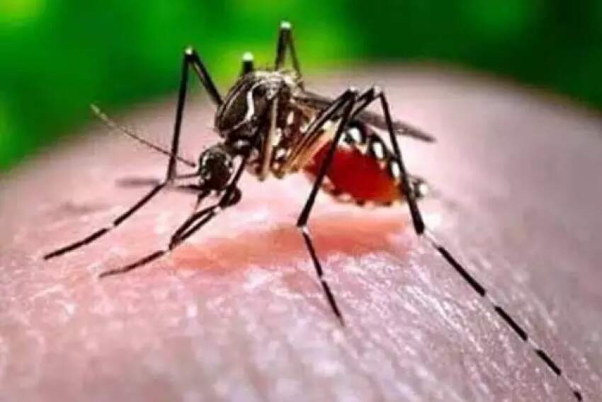 Segundo a Prefeitura de Franca, somente neste ano 5.996 pessoas foram diagnosticadas com a doença, e outras 14 morreram