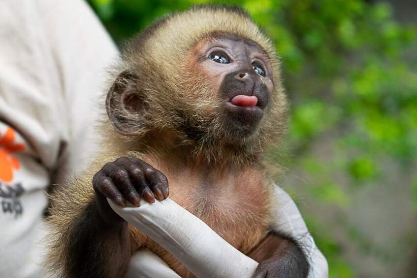 Macaco-prego-do-peito-amarelo nascido no Bioparque-Rio