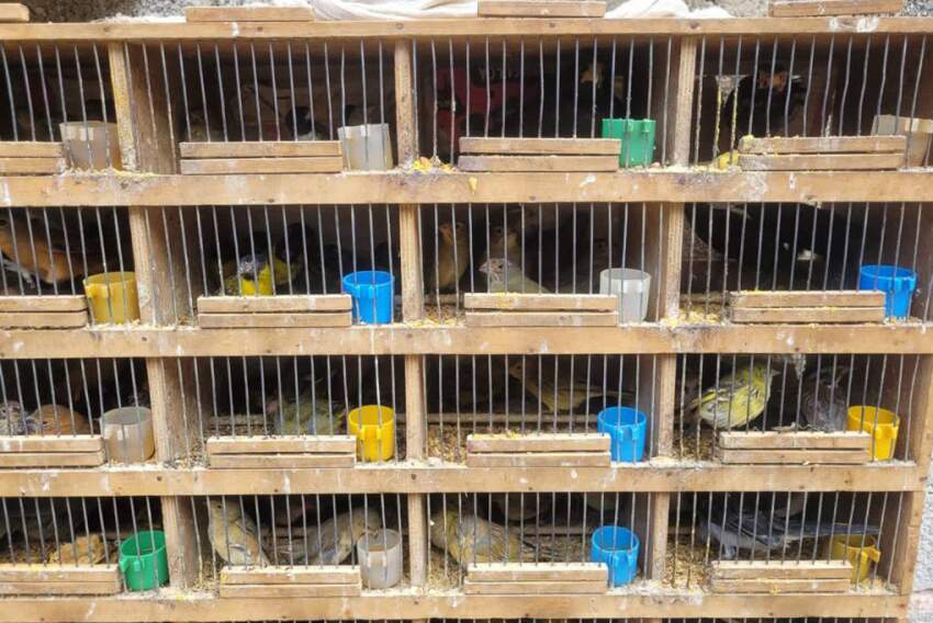 Aves e jabutis eram mantidas em pequenas gaiolas nos fundos de um pet shop na cidade de São Paulo