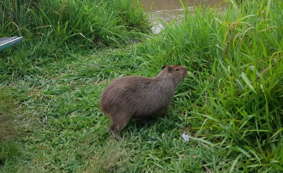 PM resgata capivara no Fórum de Taubaté, Vale do Paraíba e Região