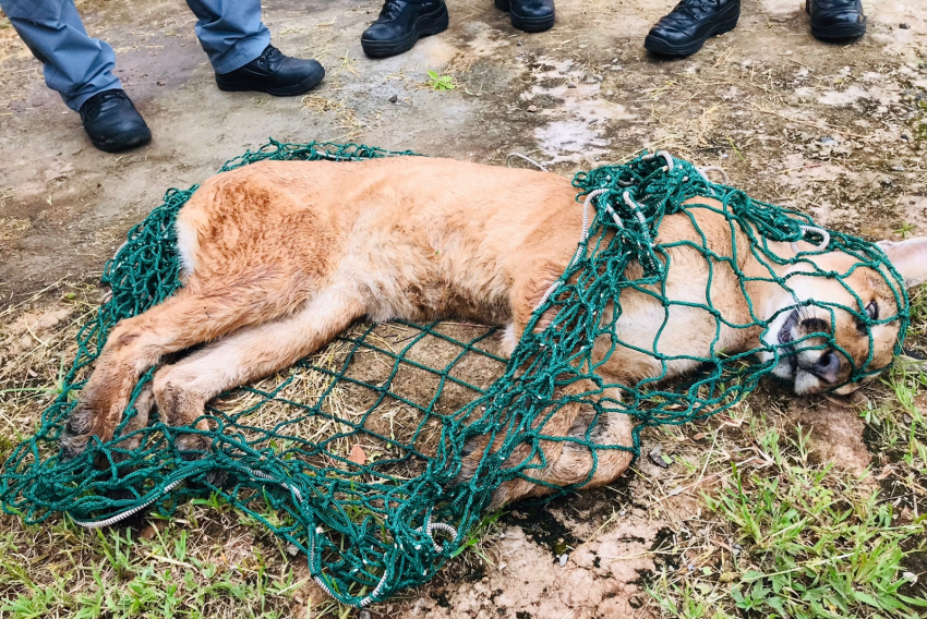 Onça-parda capturada após sedação em Rifaina