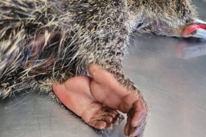 Ouriço-cacheiro fêmea foi sedado para receber os implantes de ouro nas articulações (credito: Arquivo Pessoal)