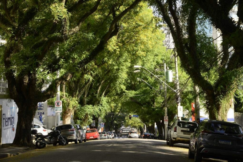 Na rua Anchieta, no Centro, a necessidade de remoção de árvores divide a opinião de moradores