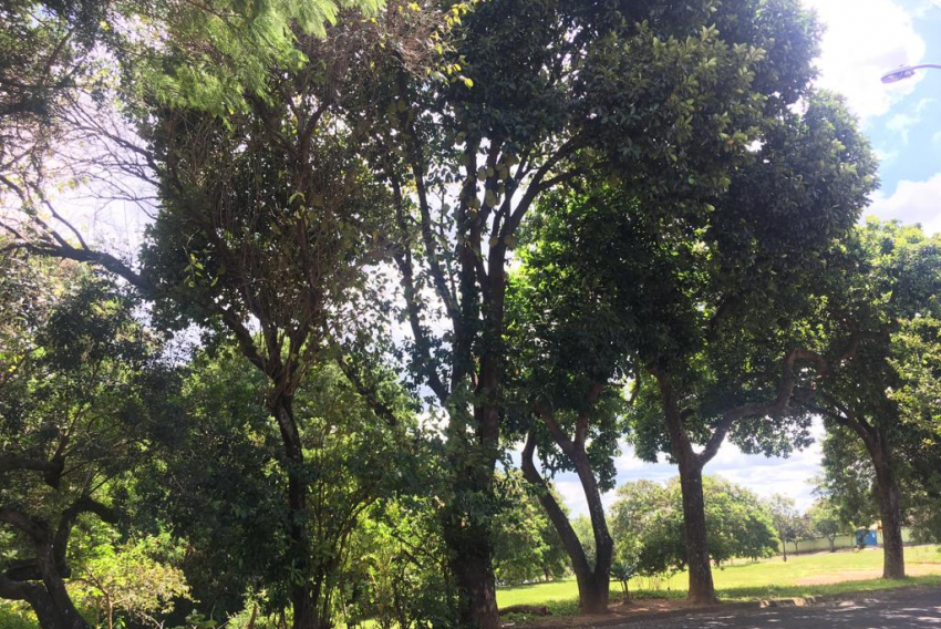 Árvore com mais de 4 metros de altura: todos os anos está sempre carregada de frutos