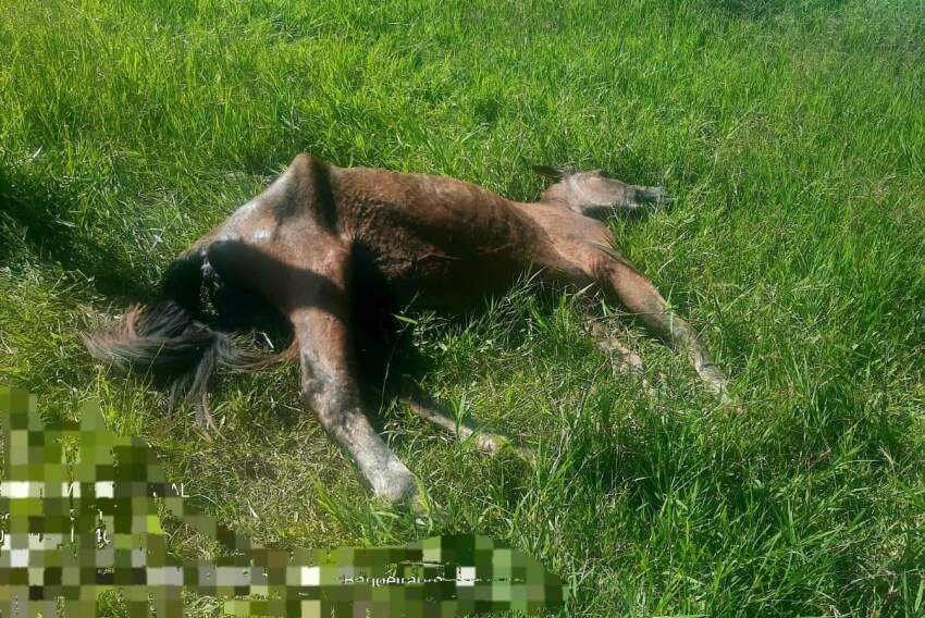 Animal sacrificado foi encontrado caído amarrado a uma trave em um campo de futebol 