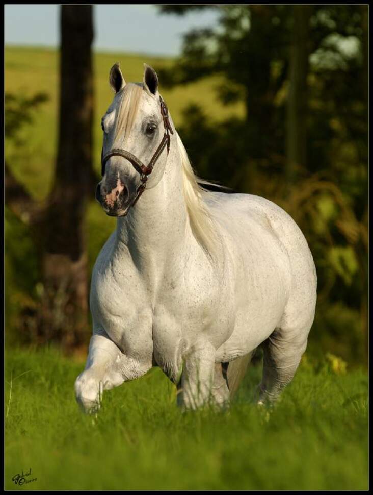 KOMBIUDA Modelo Cavalo Branco Quarto De Milha Esculturas De