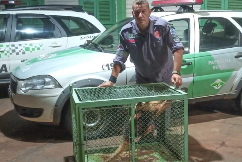 Policial ambiental com o tamanduá-bandeira capturado perto de escola de Castilho