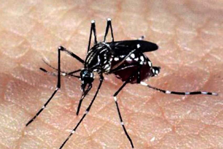 Combater o Aedes, transmissor da doença, é o principal caminho, segundo autoridades sanitárias