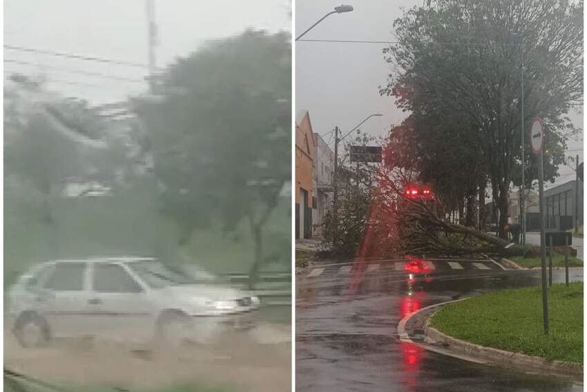 Trecho da avenida Hélio Palermo alagado pela chuva e árvore caída próximo à Unesp Franca