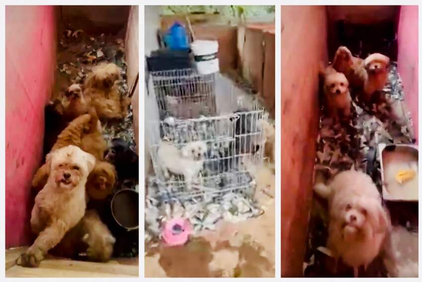 Um canil ilegal foi encontrado com 51 cães em Ribeirão Pires, na Grande São Paulo