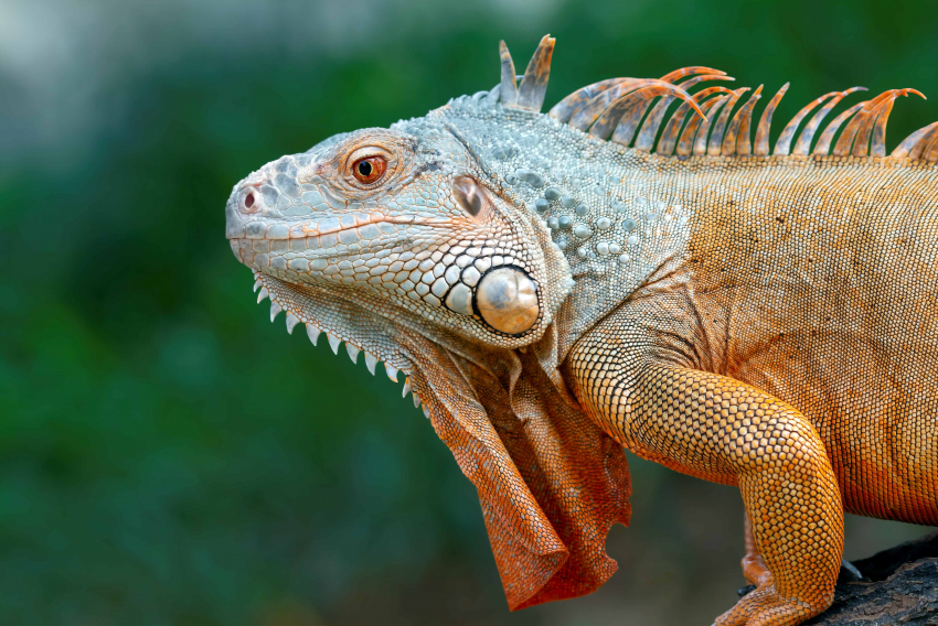 São animais arborícolas e precisam do sol para controle de sua temperatura corporal