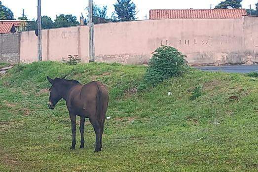 Cavalo morto em mata incomoda moradores da região Oeste de Franca