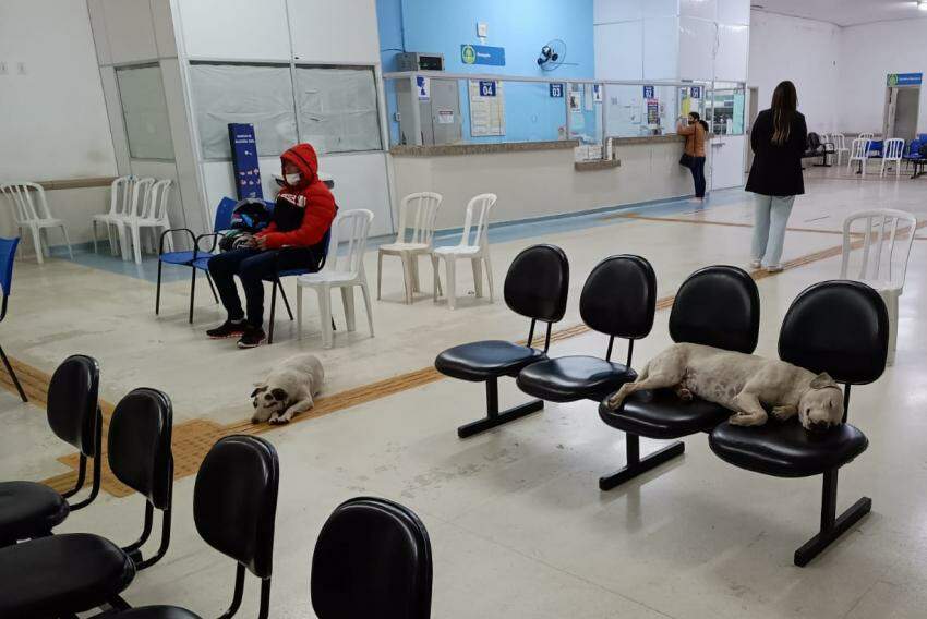 Área de atendimento do Pronto Socorro Adulto de Franca 'Álvaro Azzuz': presença de animais incomoda pacientes
