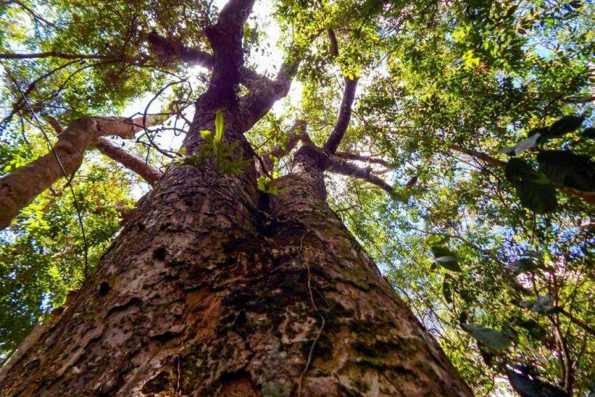 Outro destaque de 2022 foi o estoque de carbono das plantações de eucalipto e áreas de vegetação nativa destinadas à conservação da Bracell