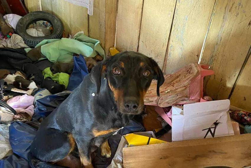 Cachorra vivia em condições insalubres