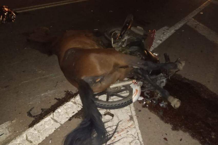Cavalo morre após ser esfaqueado em Penedo, AL, Alagoas