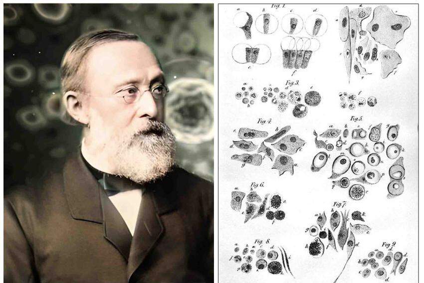 Virchow descreveu que as doenças originavam nas células, como revelam seus desenhos, e que estavam associadas às condições e estilos de vida!