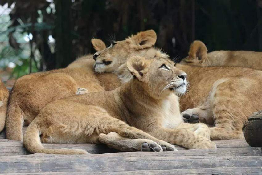 Quatro novos filhotes de leão serão incorporados ao Zoológico de São Paulo