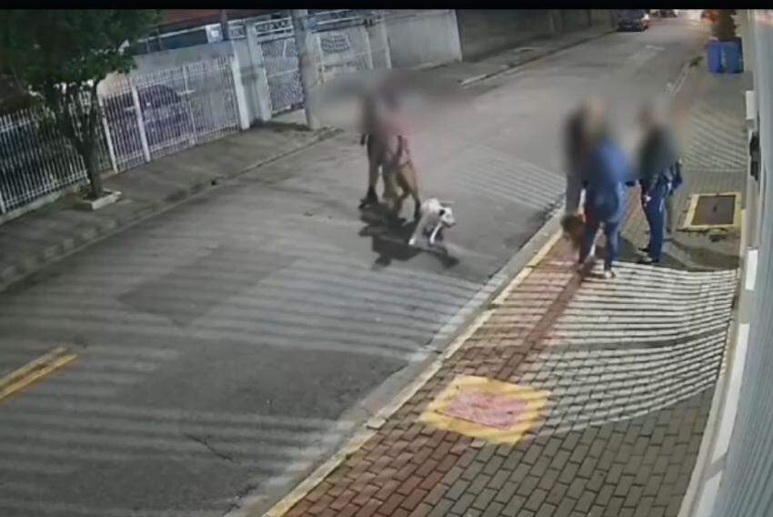 Imagens de câmeras mostram o bull terrier que atacou Fox tentando avançar contra cães de outra família