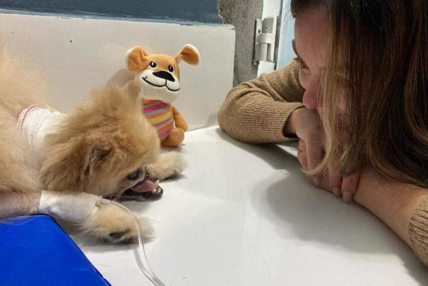 Fox segue internado em um hospital veterinário de São José