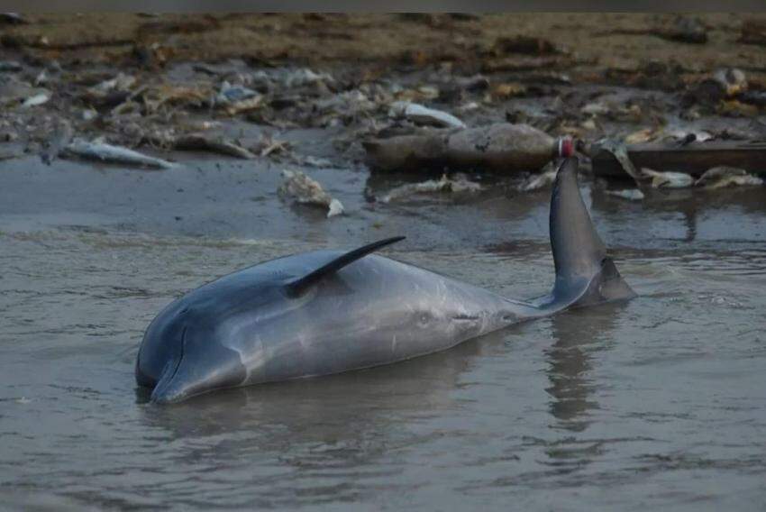 O ICMBio enviou equipe à região para ajuda no resgate de animais e na apuração das causas da mortandade.