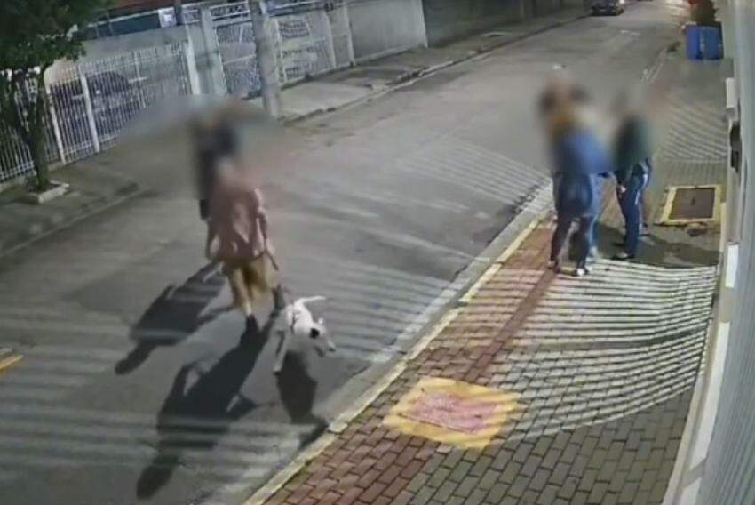 Imagem de câmera mostra o bull terrier sem focinheira na rua