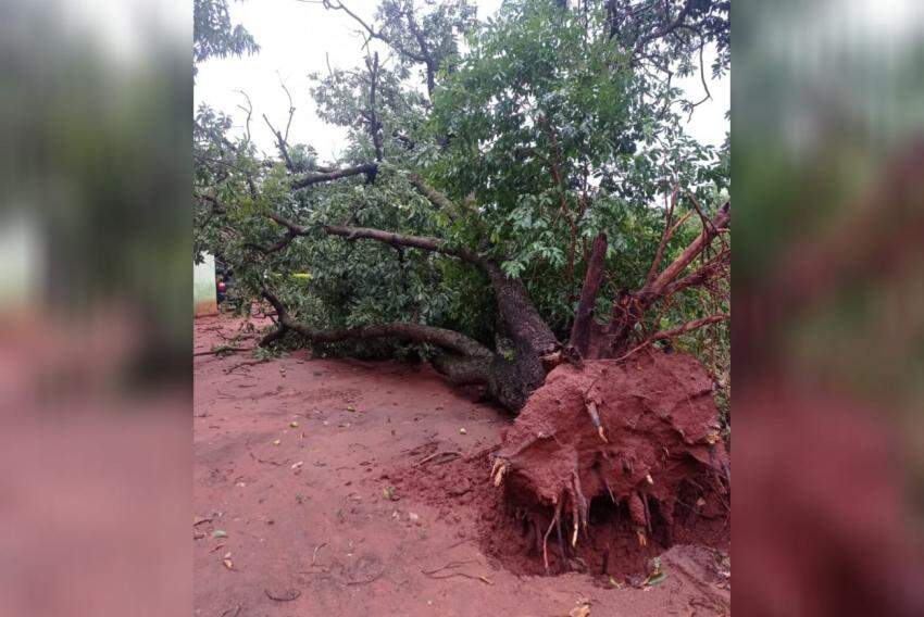 Árvore foi arrancada pela força do vento na Terra de Araribá, em Avaí