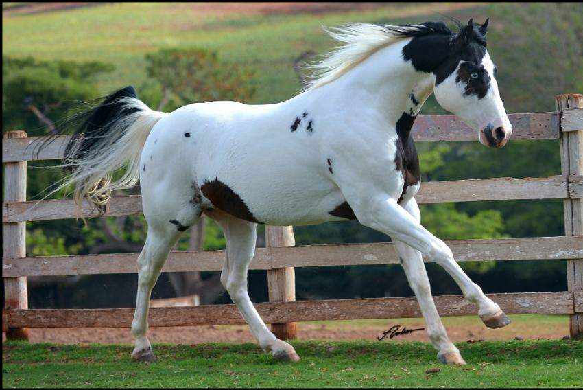 Cavalos da raça Paint Horse poderão ser vistos de perto pelo público de Bauru e da região