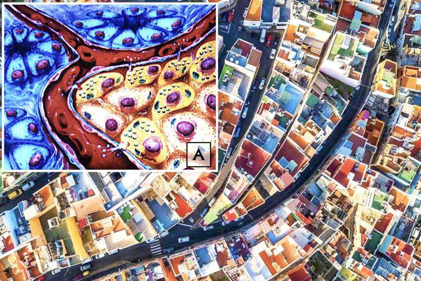 Dá para comparar as células azuis e amarelas (em A) com as casas da cidade. As ruas seriam os vasos sanguíneos, em vermelho, entre elas