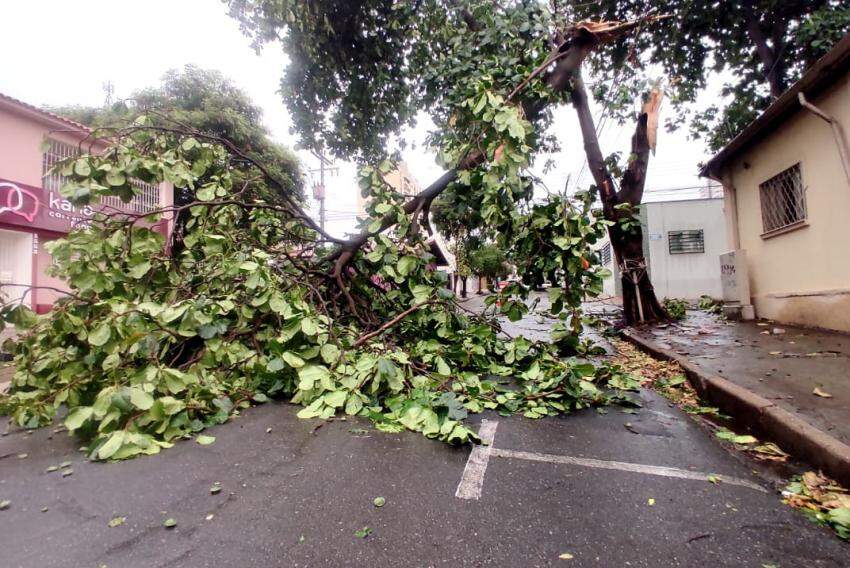 Árvore na rua Gomes Carneiro não aguentou a força do vento