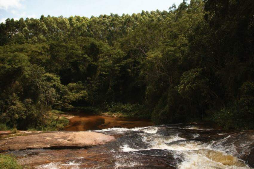 Preservação da natureza. Floresta restaurada com plantio de eucalipto em Salesópolis, no interior de São Paulo