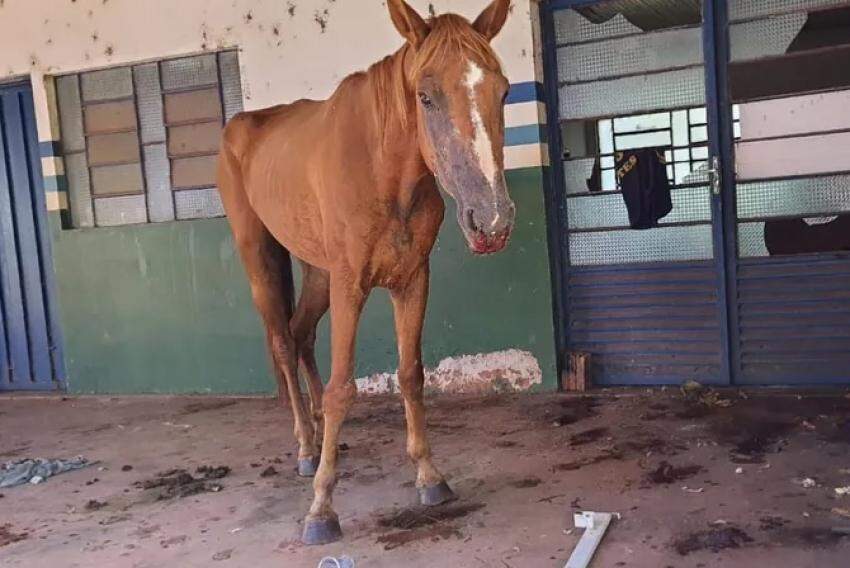 Cavalo foi encontrado desnutrido, com sintomas de pneumonia e infestado de parasitas