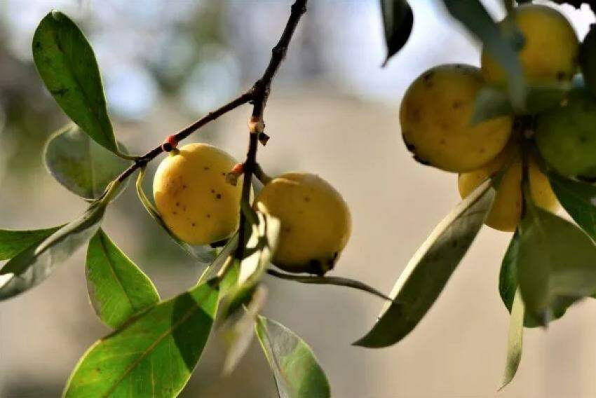 Araçatuba sempre teve a origem do nome atrelada à fruta com aspecto saboroso e com fama de abundante. Será?
