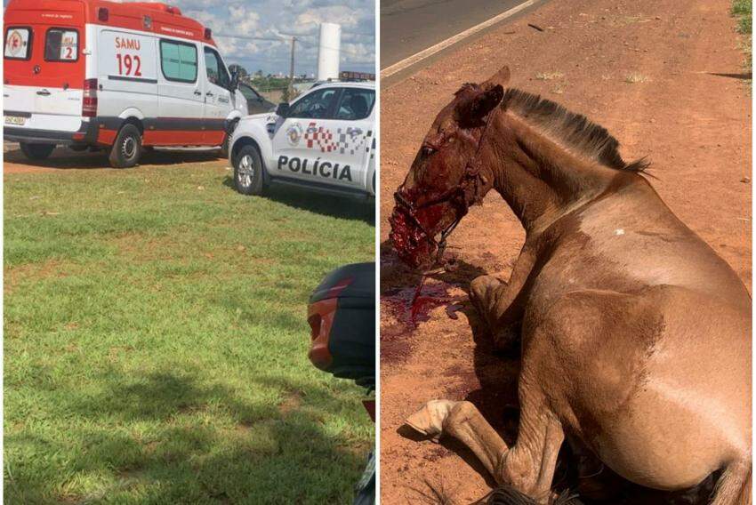 Buzina assustou o animal, que se assustou e invadiu a pista