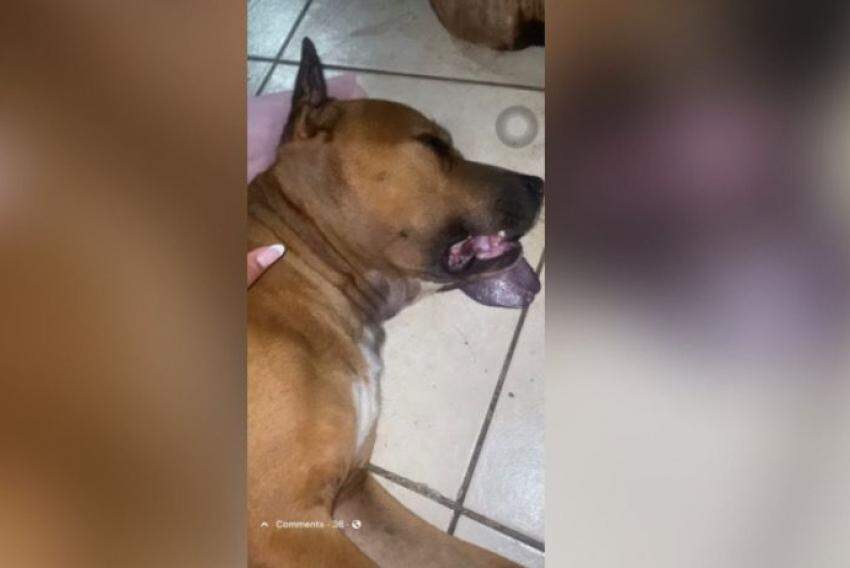 A tutora de Thor busca justiça pelas circunstâncias do falecimento de seu cachorro