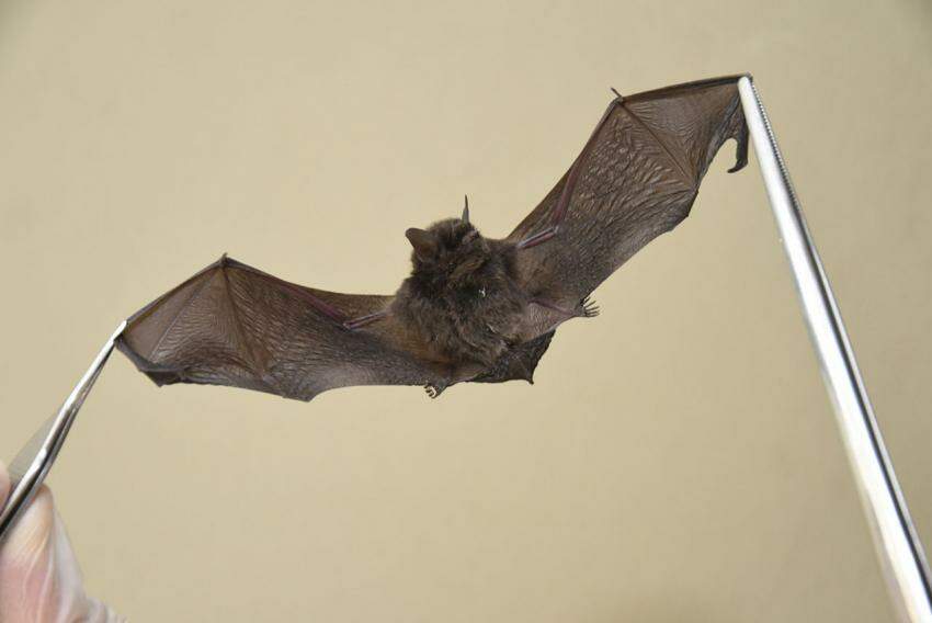Deve ser feita a comunicação à Visam, quando localizados morcegos em situações não usuais