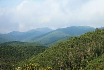 Floresta restaurada junto com plantação de eucalipto Fazenda Itapanhau em Biritiba Mirim. Foto:  Sergio Zacchi